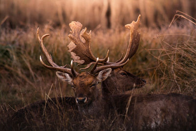 Fallow deer herd resting in daylight 