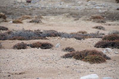 View of a desert