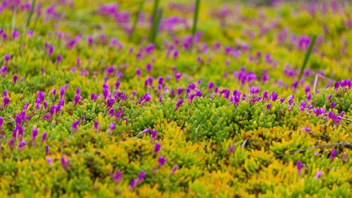 Purple flowers blooming in field