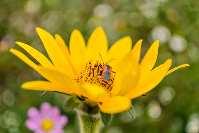 Close-up of butterfly pollinating on yellow flower