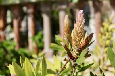 Close-up of flower on plant at field