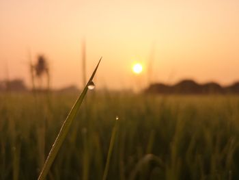 Close-up of stalks against sky during sunset