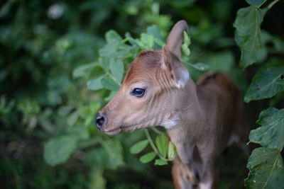 A moody cow in a dark forest