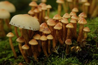 Close-up of mushrooms growing in forest.