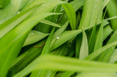 Full frame shot of wet leaves