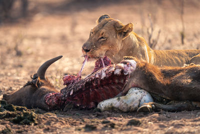 Lioness drinking water