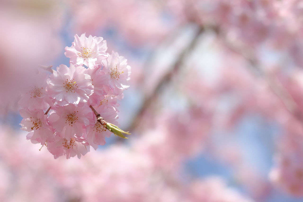 flower, nature, fragility, beauty in nature, freshness, growth, petal, no people, close-up, flower head, outdoors, pink color, day, blooming, plum blossom