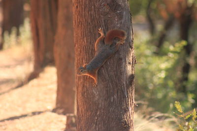 Squirrel on tree trunk