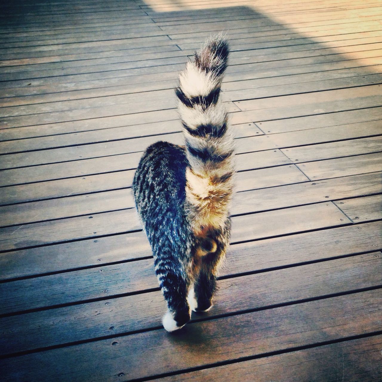 Cat tail