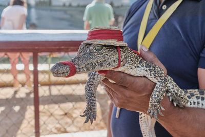 Man's hand holding baby crocodile with bandaged mouth, in hat and sad green eyes.