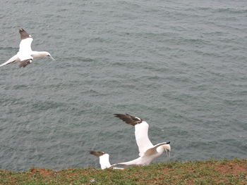 Seagulls in water