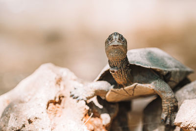 Turtle on rock