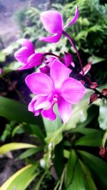 Close-up of pink flowers