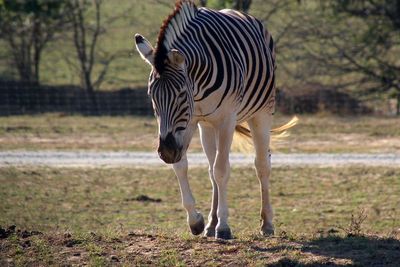 Close-up of zebra