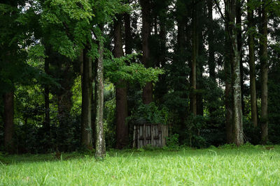 Scenic view of forest