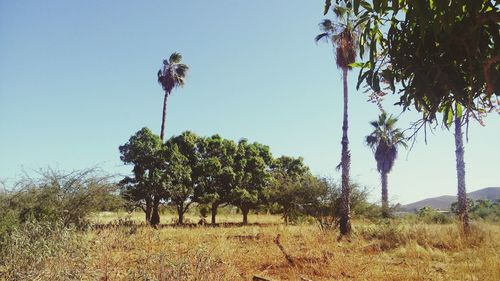 Trees growing on field