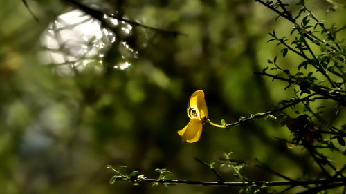 Close-up of yellow flowering plant