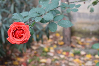Close-up of red rose