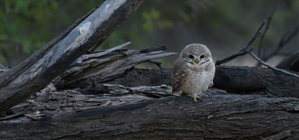 Close-up of bird perching on tree