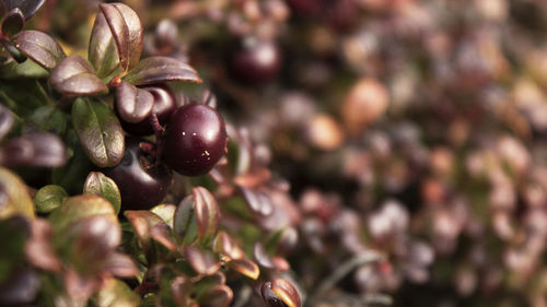 Close-up of fruit growing on tree