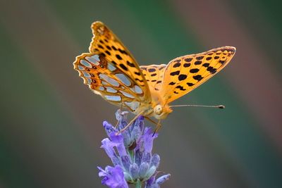 Close-up of butterfly pollinating on purple flower