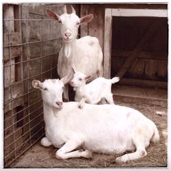 Goats in shed