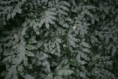 Full frame shot of leaves on field