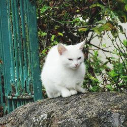 Portrait of white cat sitting by plants