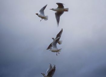 Low angle view of seagulls flying against sky