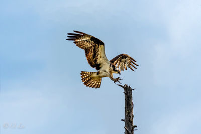 Osprey landing on tree