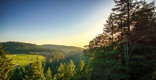 Scenic view of forest against sky during sunset