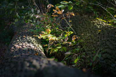 Close-up of moss growing on tree trunk