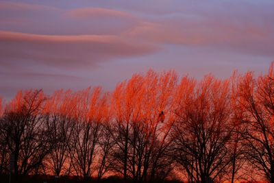 Low angle view of bare trees against sky