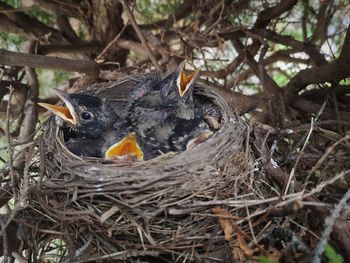 Hungry baby birds