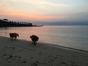 Horses on beach against sky during sunset