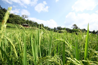 Scenic view of agricultural field against sky