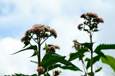 Close-up of flowering plant against sky