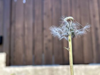 Close-up of wilted dandelion flower