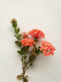 Close-up of white flowers against wall