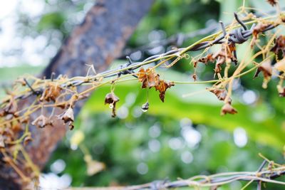 Close-up of bee on branch