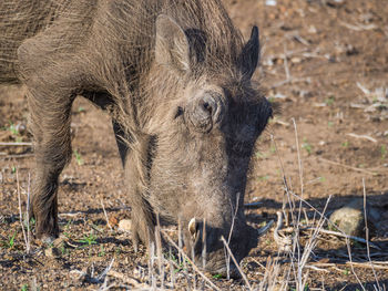 Close-up of warthog grazing in arid landscape, kruger national park, south africa