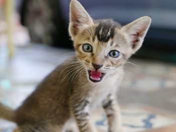 Close-up portrait of a cat