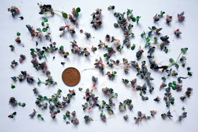 High angle view of candies on table