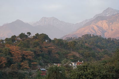 Trees with mountain range in background