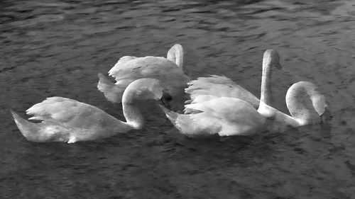 High angle view of swan on shore
