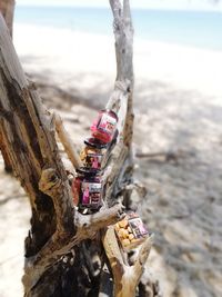 Close-up of tree trunk by sea