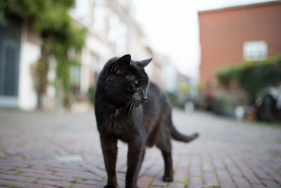 Close-up of cat sitting on street