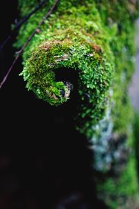 Close-up of plant