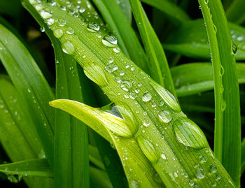 Close-up of wet plant leaves during rainy season