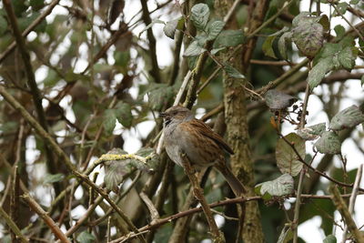 Low angle view of bird perching on branch